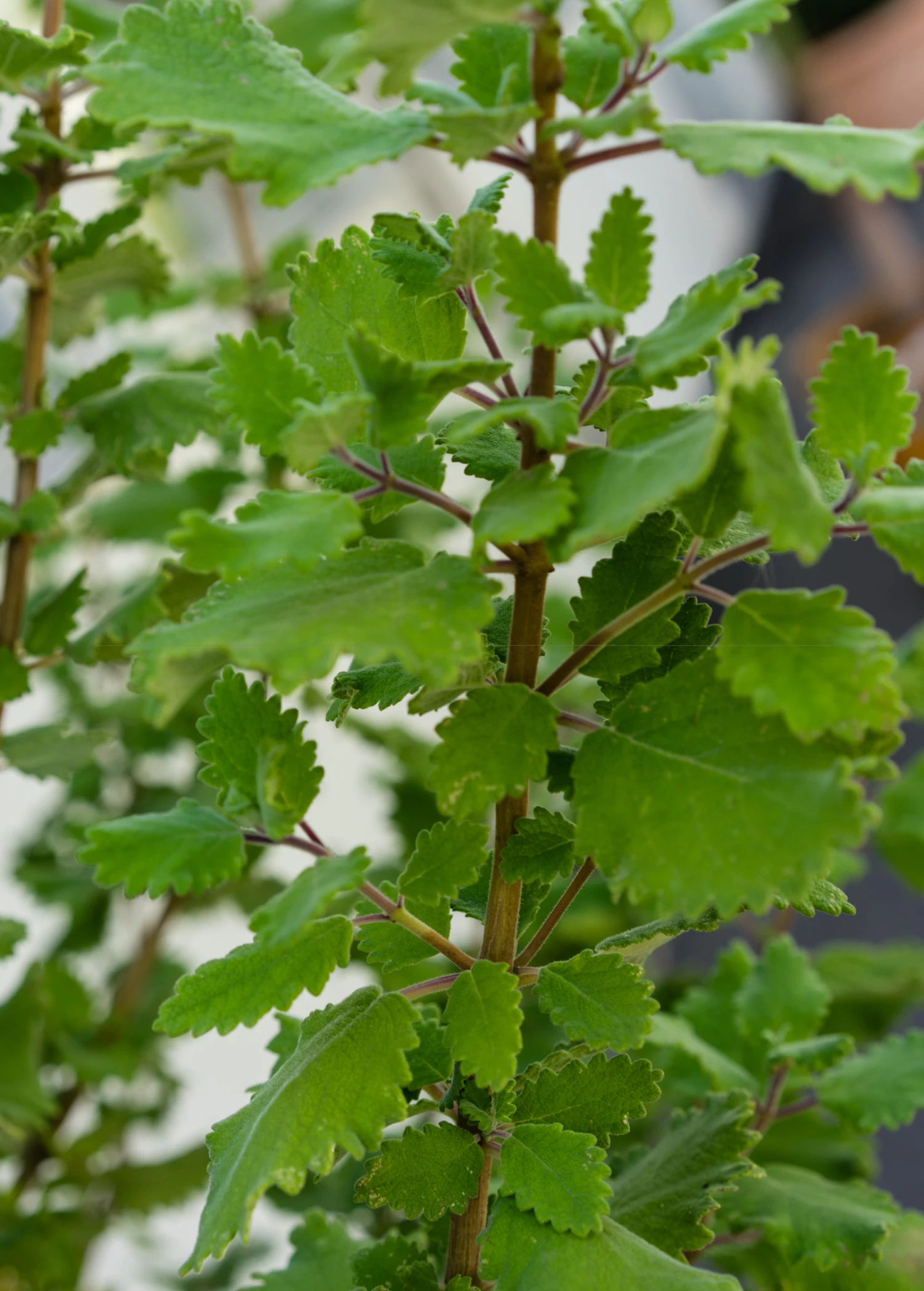 Iboza (Iboza Riparia) 2 Iboza (Iboza Riparia) - Image 2