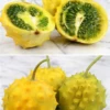Kiwano, Yellow Round (Cucumis Metuliferus)