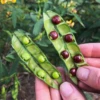 Pigeon Pea, Red (Cajanus Cajan)