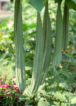 Loofah Gourd (Luffa Aegyptiaca) -Hot Sale Sow Exotic Store loofah luffa gourd fruit on the vine 1