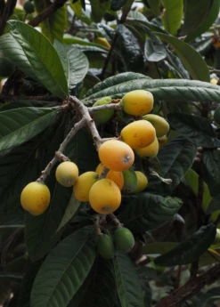 Loquat 'Christmas' (Eriobotrya Japonica) -Hot Sale Sow Exotic Store loquat 2 1610px X 2250px