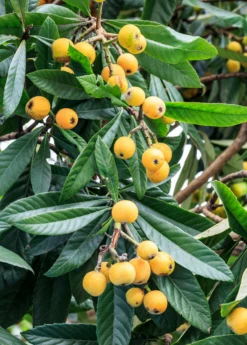 Loquat Seedling (Eriobotrya Japonica) -Hot Sale Sow Exotic Store loquat 3 1610px X 2250px 07ddefb4 135b 467a 8f29 212165ddb016