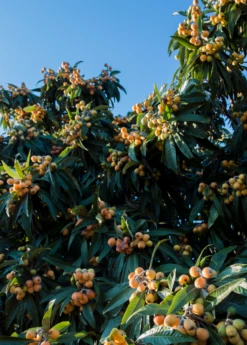 Loquat 'Christmas' (Eriobotrya Japonica) -Hot Sale Sow Exotic Store loquat tree