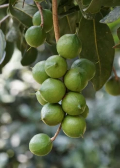 Macadamia 'Queen Anne' (Macadamia Integrifolia) -Hot Sale Sow Exotic Store macadamianutfruittreeforsalesowexoticnursery 2