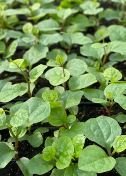 Malabar Spinach (Basella Alba) -Hot Sale Sow Exotic Store malabarspinachsowexotic