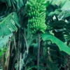 Banana 'Dwarf Maoli' (Musa Kaualau)