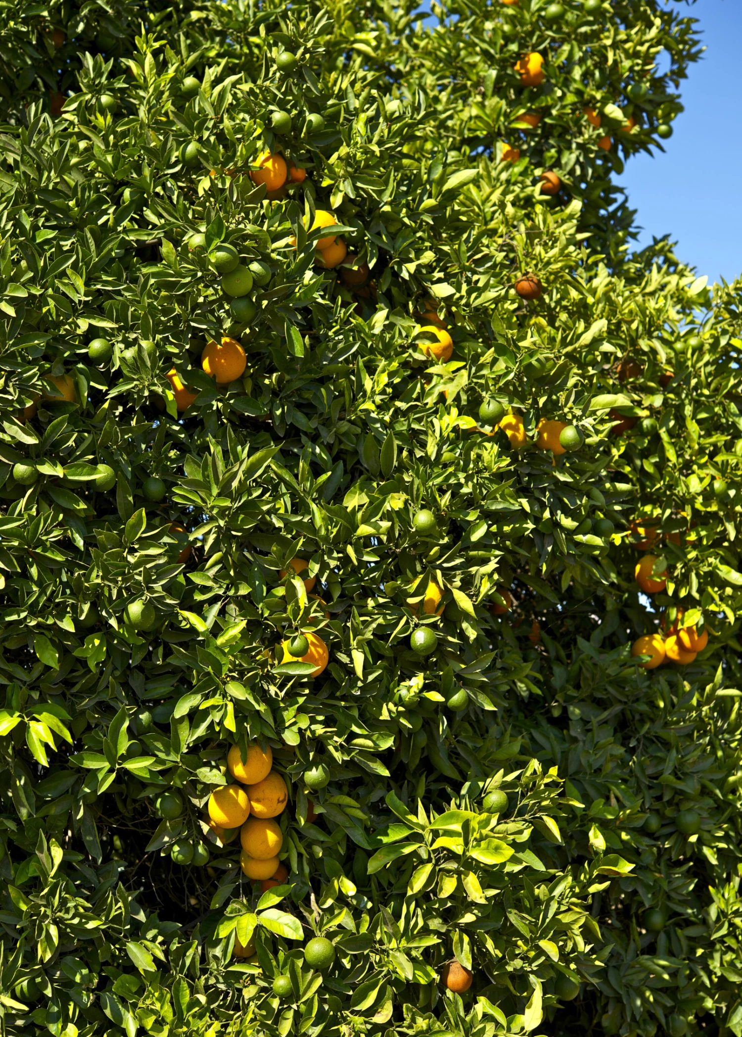 Honeybell Orange (Citrus Reticulata X C. Paradise) - Image 2