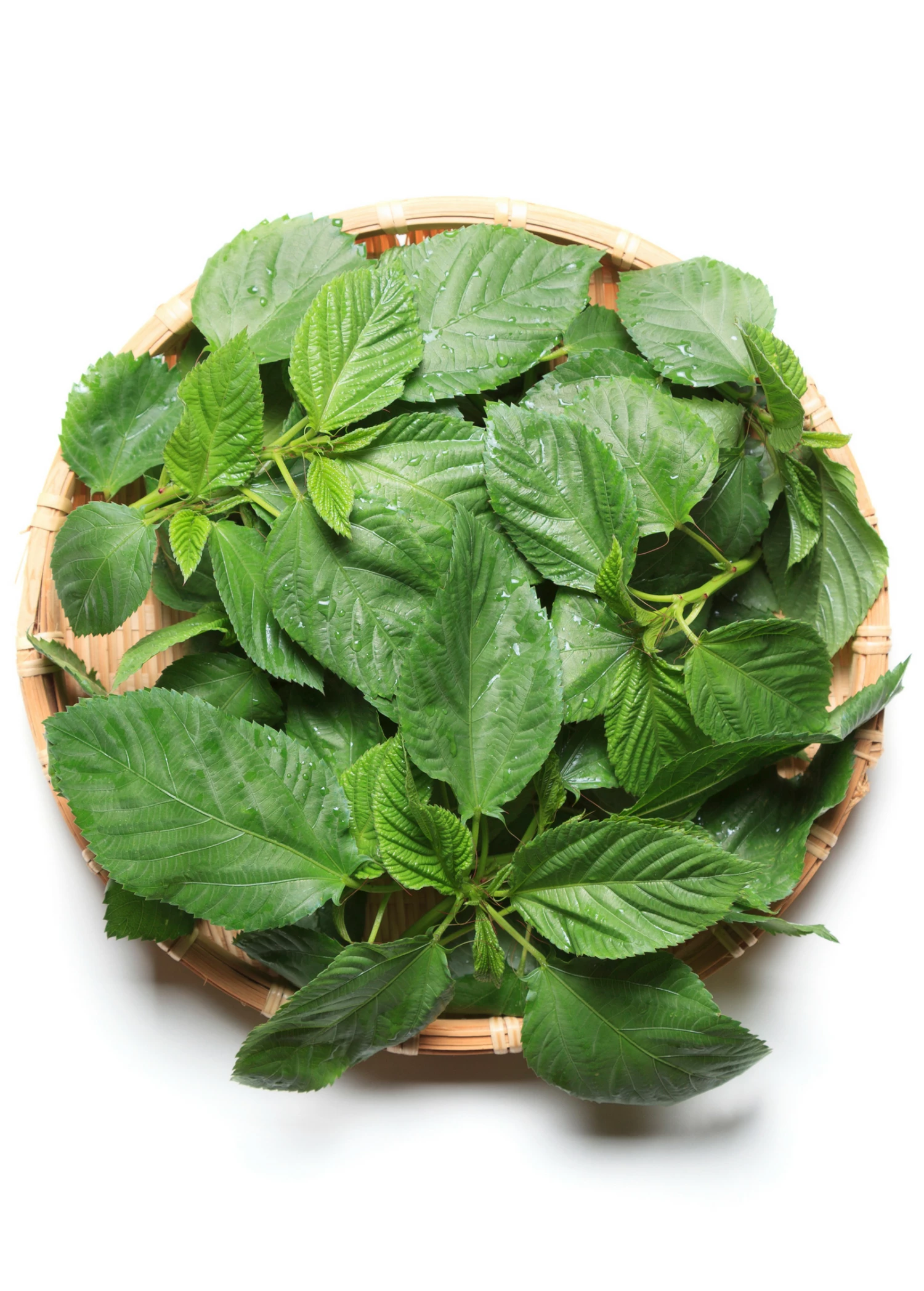 Molokhia Egyptian Spinach (Corchorus Olitorius) 1 Molokhia Egyptian Spinach (Corchorus Olitorius)