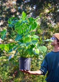 Monstera Deliciosa, Swiss Cheese Plant 14 Monstera Deliciosa, Swiss Cheese Plant -Hot Sale Sow Exotic Store monstera deliciosa plant 3 gallon