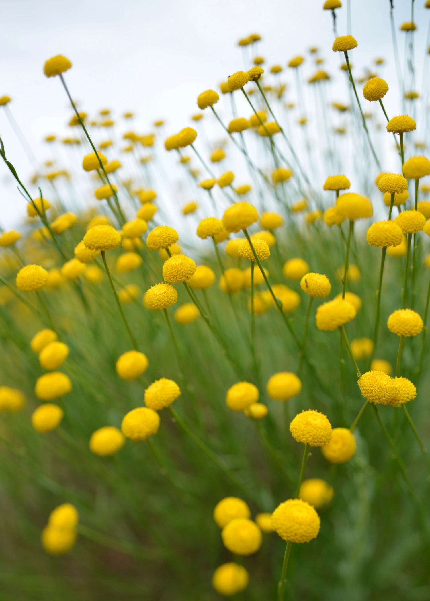 Olive Herb (Santolina Rosmarinifolia) 1 Olive Herb (Santolina Rosmarinifolia)