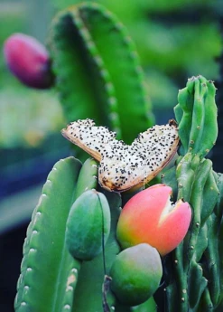Peruvian Apple Cactus (Cereus Repandus) -Hot Sale Sow Exotic Store peruvian apple cactus cereus repandus fruiting