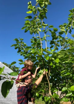 Mulberry 'Shangri La' (Morus Alba X Rubra) -Hot Sale Sow Exotic Store picking mulberries