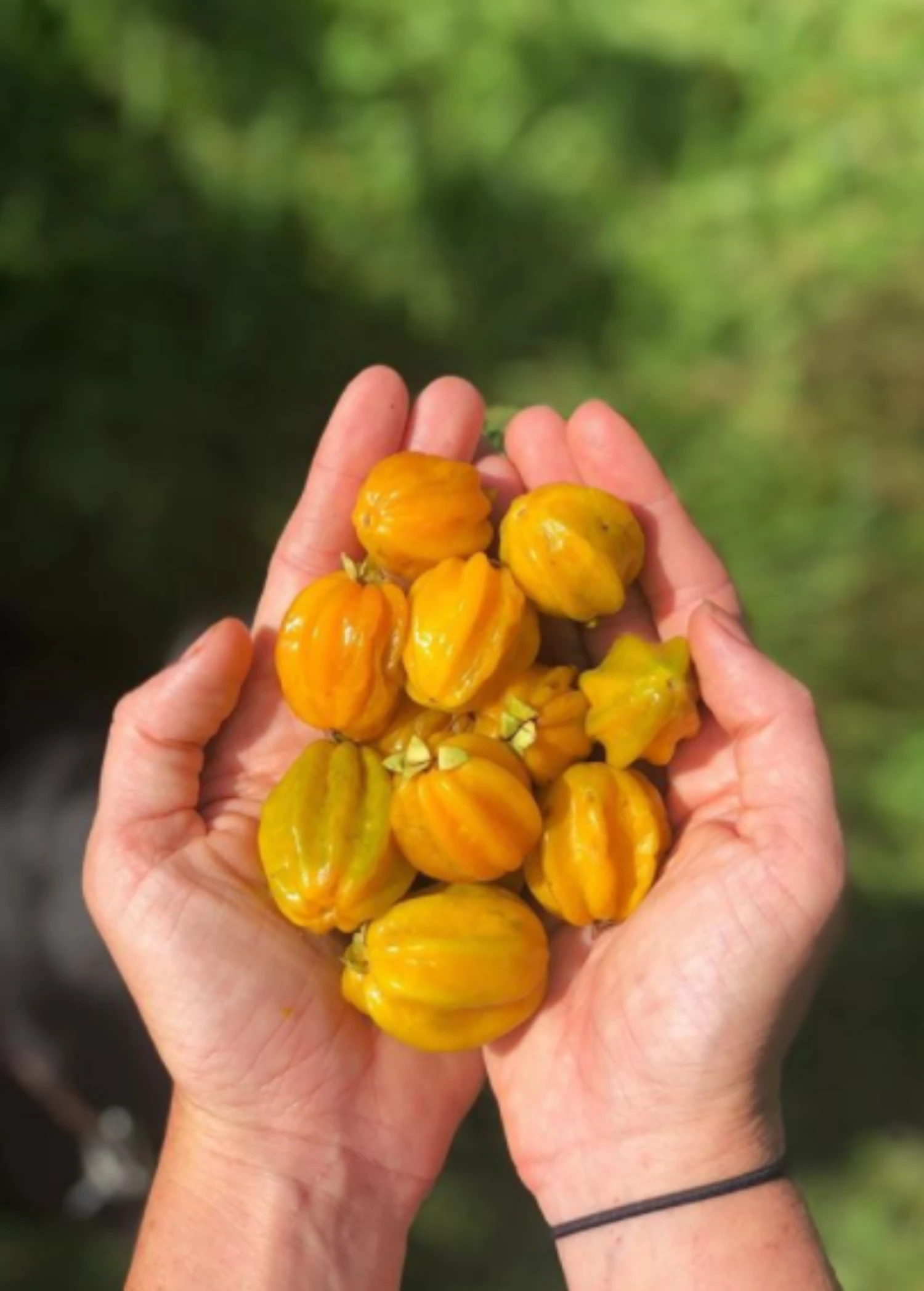 Pitangatuba (Eugenia Neonitida) 1 Pitangatuba (Eugenia Neonitida)