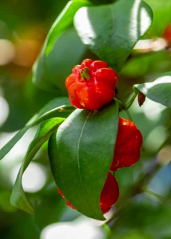 Surinam Cherry Seedling (Eugenia Uniflora)