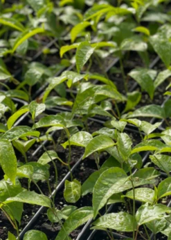 Passion Fruit Vine ‘Purple Possum’ (Passiflora Edulis) 6 Passion Fruit Vine ‘Purple Possum’ (Passiflora Edulis) -Hot Sale Sow Exotic Store purplepossompassionfruitsowexoticnursery