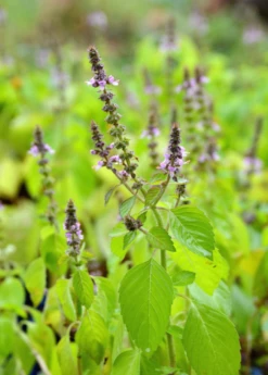 Tulsi 'Rama' (Ocimum Sanctum) -Hot Sale Sow Exotic Store rama tulsi ocimum sanctum2