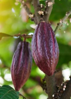 Cacao, Red (Theobroma Cacao) 5 Cacao, Red (Theobroma Cacao) -Hot Sale Sow Exotic Store redcacaotreesowexotic