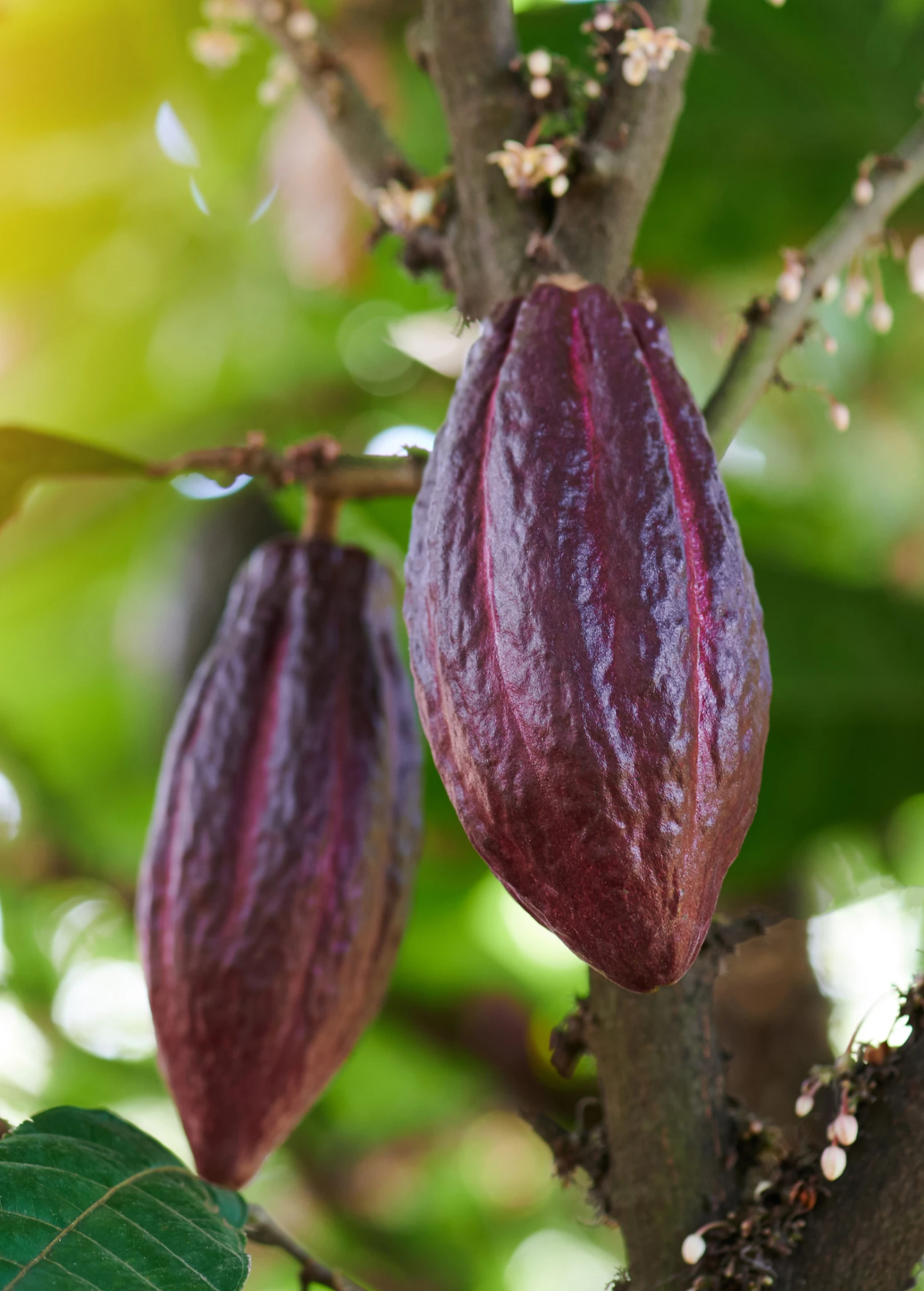 Cacao, Red (Theobroma Cacao) 3 Cacao, Red (Theobroma Cacao) - Image 3