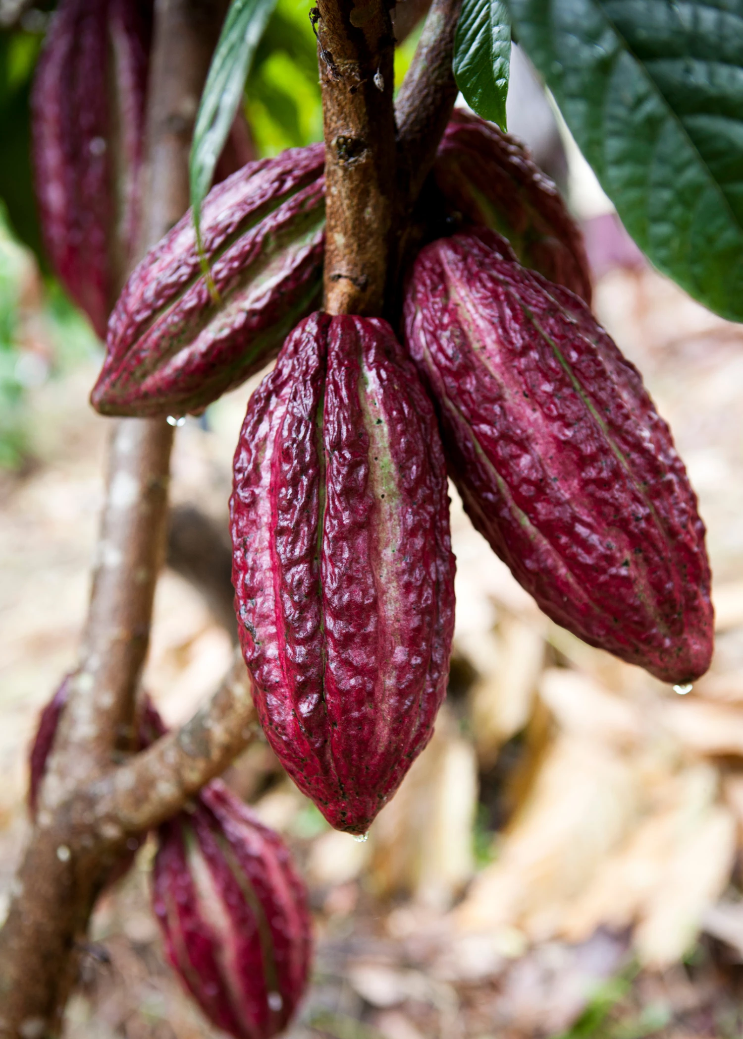 Cacao, Red (Theobroma Cacao) 1 Cacao, Red (Theobroma Cacao)