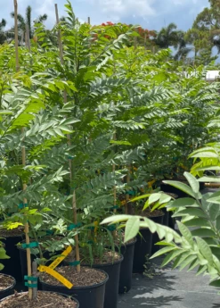 New Release -Hot Sale Sow Exotic Store redhogplum