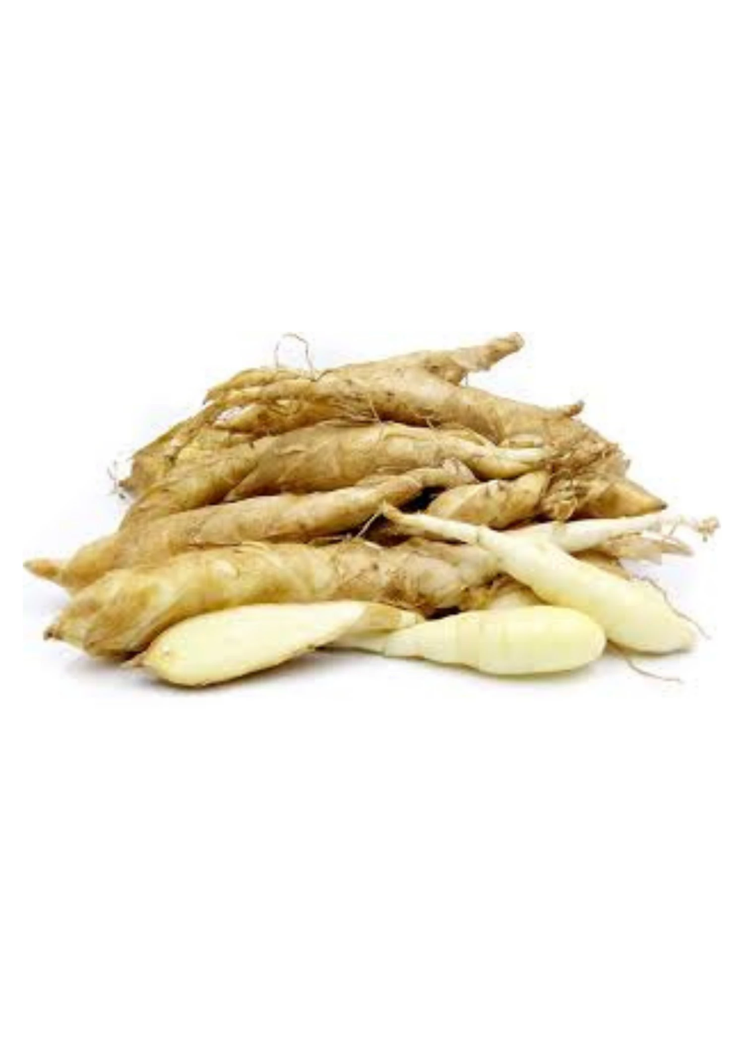 Arrowroot (Maranta Arundinacea) 3 Arrowroot (Maranta Arundinacea) - Image 3