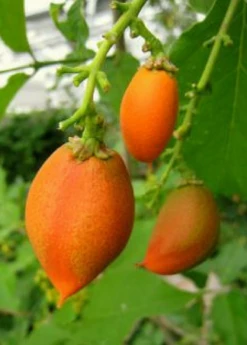 Peanut Butter Fruit (Bunchosia Argentea) -Hot Sale Sow Exotic Store ripe peanut butter fruit 1