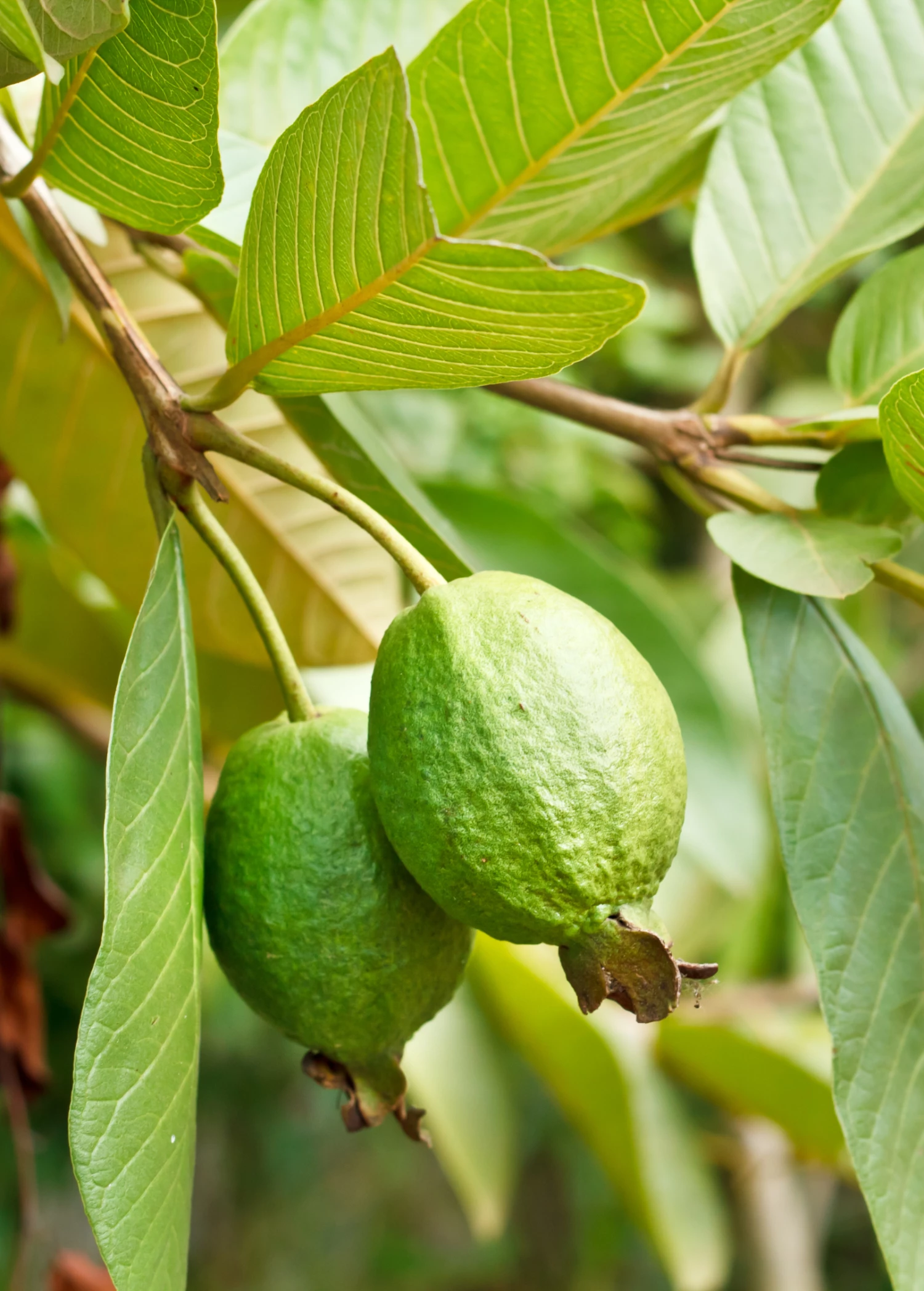 Guava 'Ruby Supreme' (Psidium Guajava) 1 Guava 'Ruby Supreme' (Psidium Guajava)