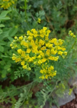 Rue (Ruta Graveolens) -Hot Sale Sow Exotic Store rueliveplantforsalesowexoticPrunellavulgaris 2