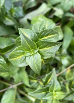 Mushroom Herb (Rungia Klossii)