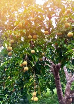 Santol (Sandoricum Koetjape) -Hot Sale Sow Exotic Store santol fruit tree sow exotic