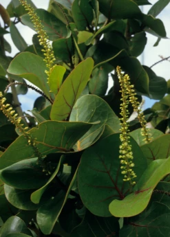 Sea Grape (Coccoloba Uvifera) -Hot Sale Sow Exotic Store seagrapeCoccolobauviferaplantforsalesowexotic