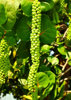 Sea Grape (Coccoloba Uvifera) -Hot Sale Sow Exotic Store seagrapeCoccolobauviferaplantforsalesowexotic 4