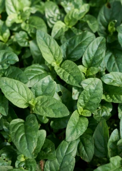 Self Heal Herb (Prunella Vulgaris) 5 Self Heal Herb (Prunella Vulgaris) -Hot Sale Sow Exotic Store selfhealliveplantforsalesowexoticPrunellavulgaris