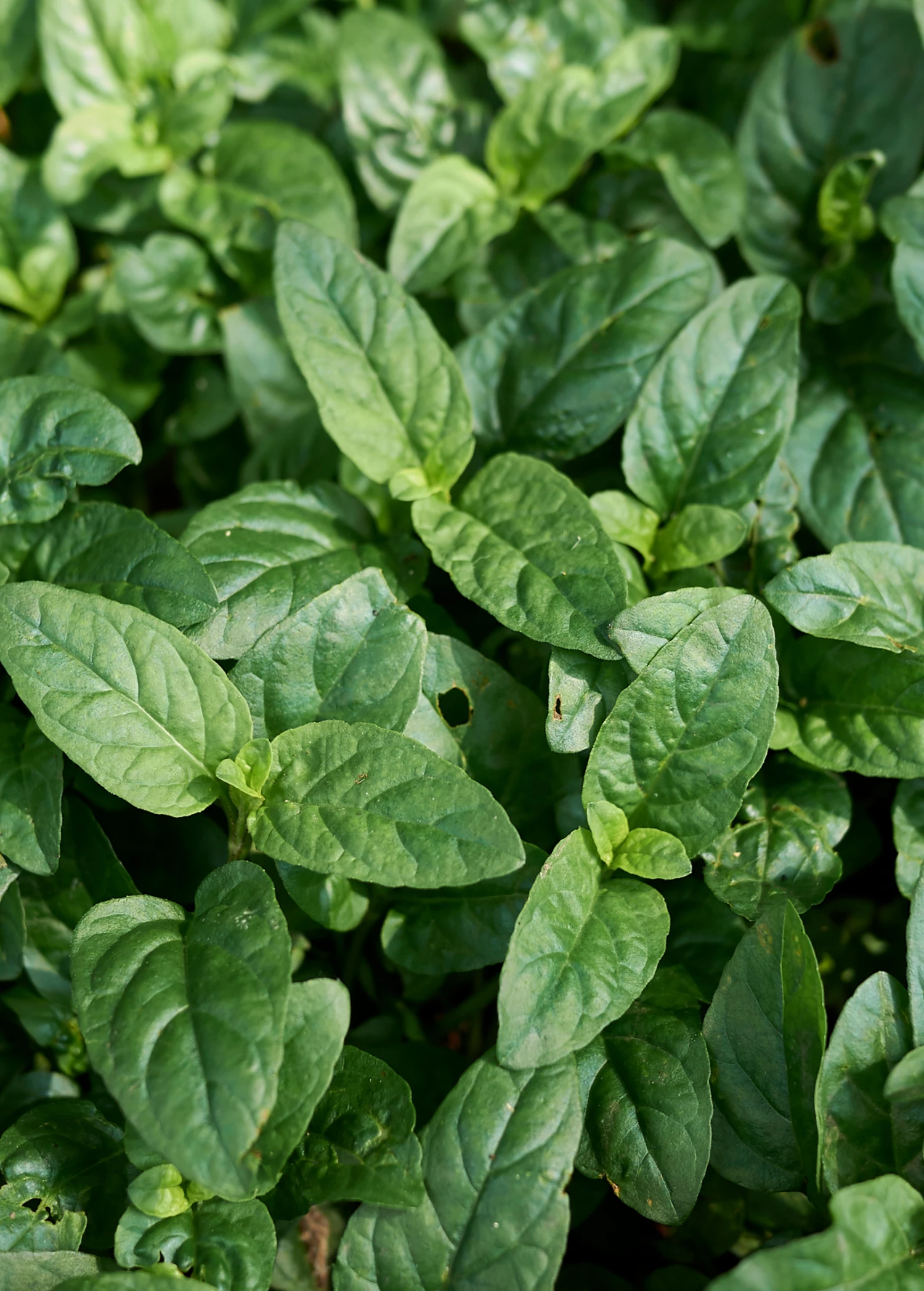 Self Heal Herb (Prunella Vulgaris) 3 Self Heal Herb (Prunella Vulgaris) - Image 3