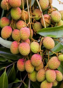Lychee 'Mauritius' (Litchi Chinensis)