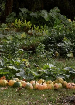 Seminole Pumpkin (Cucurbita Moschata)