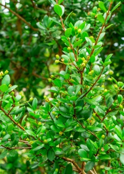 Simpson's Stopper (Myrcianthes Fragrans)