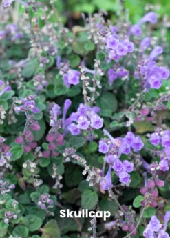 Adaptogen Herb Bundle: Gotu Kola, Skullcap, Ashwagandha, Tulsi -Hot Sale Sow Exotic Store skullcap plant for sale for sale SowExotic.com