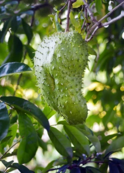 Soursop (Annona Muricata) -Hot Sale Sow Exotic Store soursop fruit tree