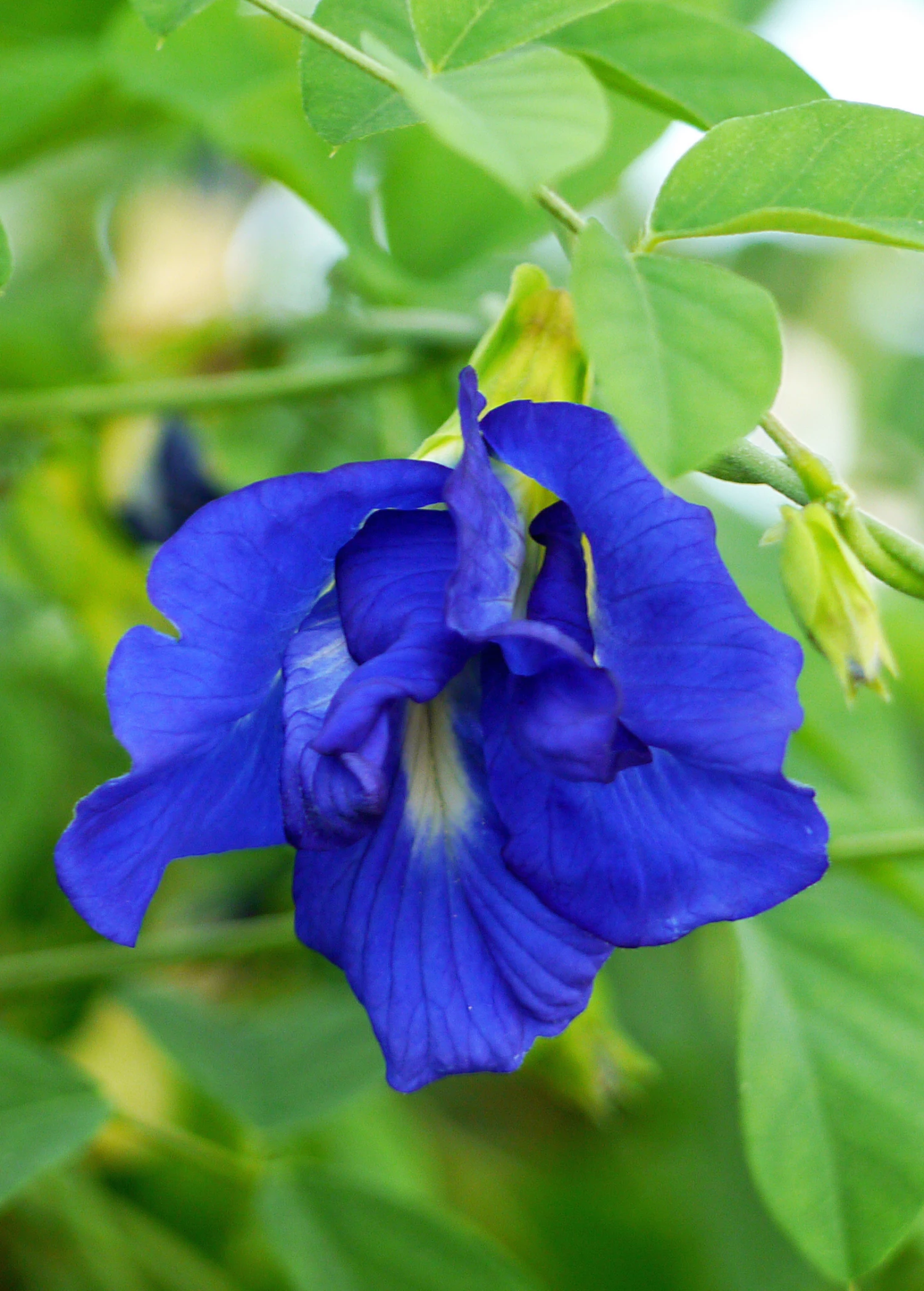 Butterfly Pea (Clitoria Ternatea) 4 Butterfly Pea (Clitoria Ternatea) - Image 4