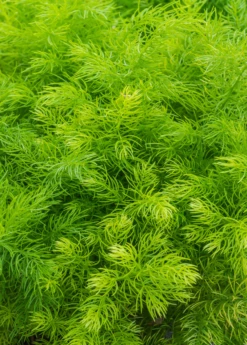 Shatavari (Asparagus Racemosus) -Hot Sale Sow Exotic Store sow exotic live shatavari plant for sale