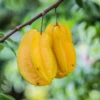 Star Fruit 'Lara' (Averrhoa Carambola)