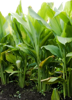 Turmeric, Orange (Curcuma Longa) -Hot Sale Sow Exotic Store sowexoticplantnurseryturmeric