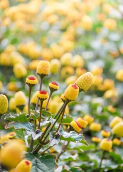 Electric Daisy Toothache Plant (Spilanthes Acmella) 9 Electric Daisy Toothache Plant (Spilanthes Acmella) -Hot Sale Sow Exotic Store spilanthestoothacheplantsowexoticnursery 2