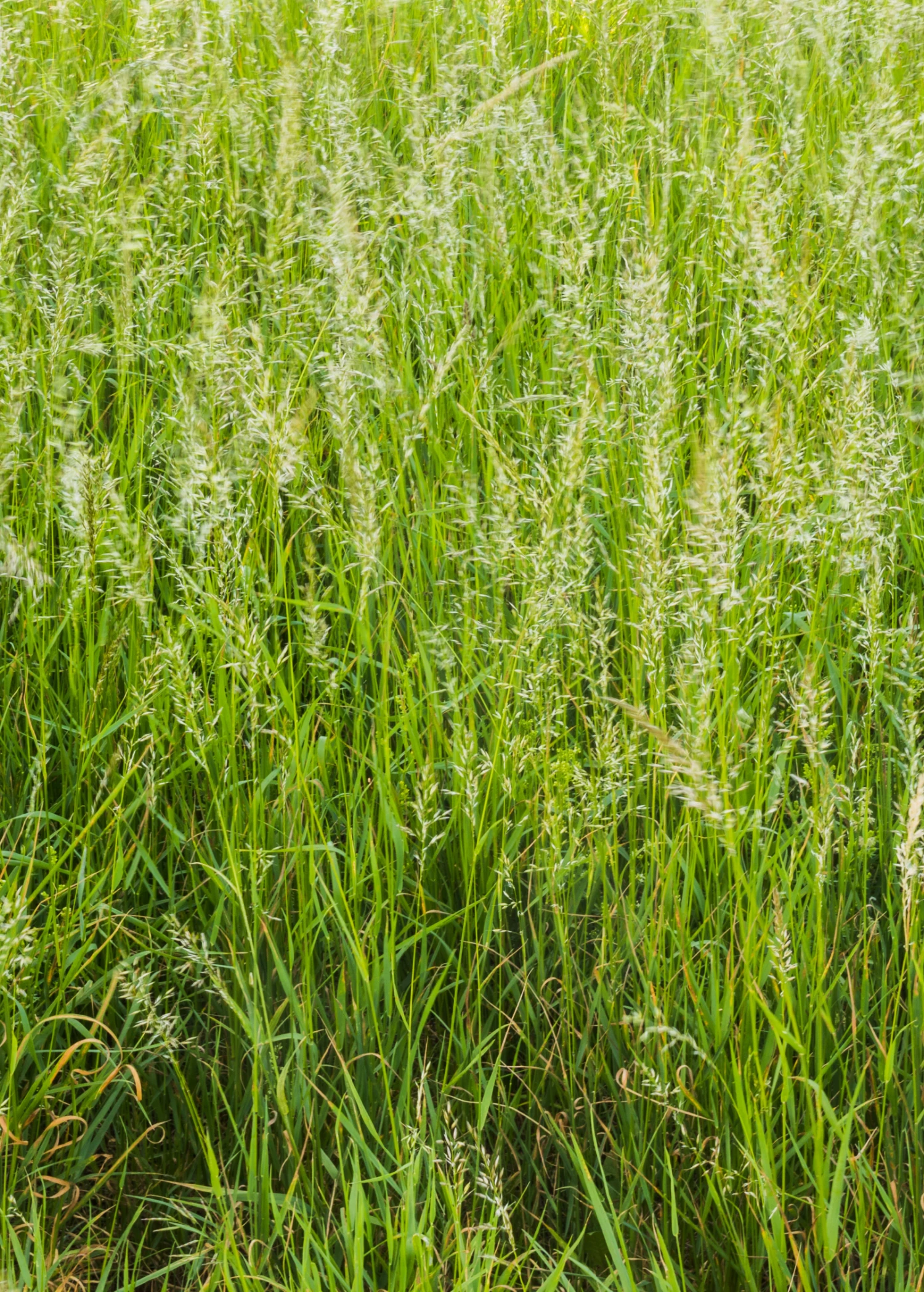 Sweetgrass (Hierochloe Odorata) - Image 2
