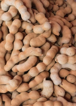 Tamarind (Tamarindus Indica) -Hot Sale Sow Exotic Store sweetthaitamarindsowexotic 1