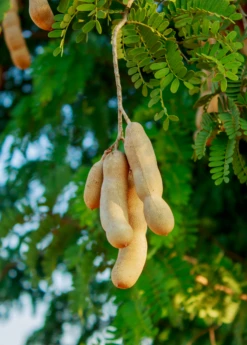 Tamarind (Tamarindus Indica) -Hot Sale Sow Exotic Store sweetthaitamarindsowexotic 2