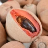 Mamey Sapote 'Tazumal' (Pouteria Sapota)