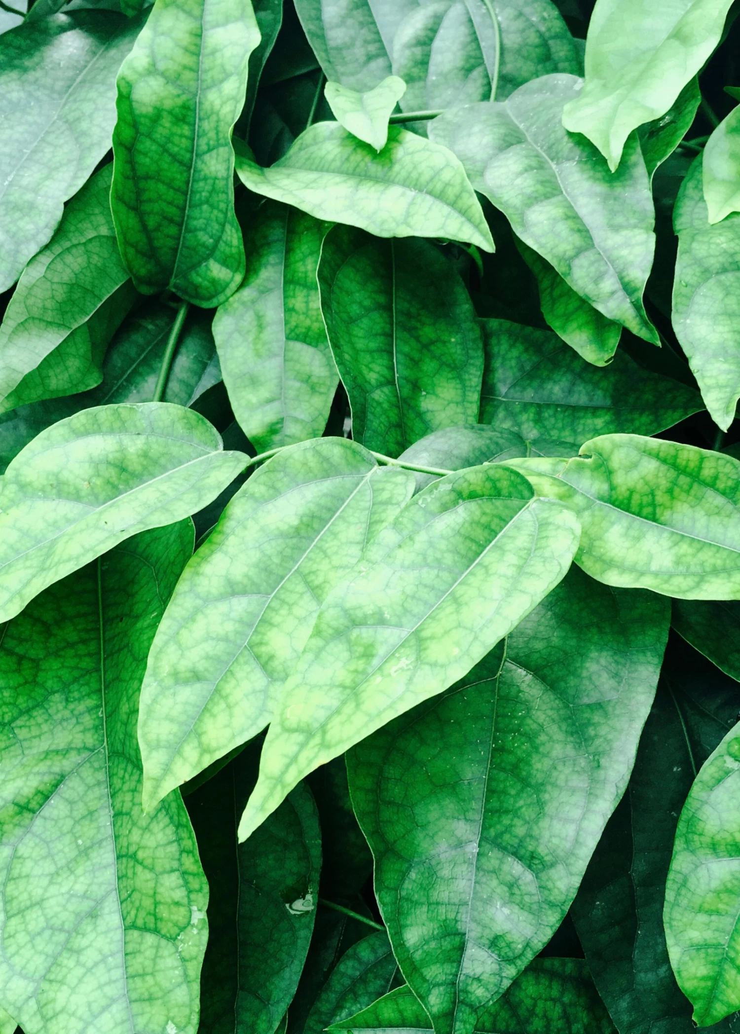 Yanang, Grass Jelly Vine (Tiliacora Triandra) 1 Yanang, Grass Jelly Vine (Tiliacora Triandra)