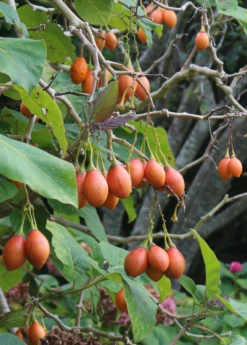 Tree Tomato, Red (Cyphomandra Betaceae) -Hot Sale Sow Exotic Store tree tomato cyphomandra betaceae